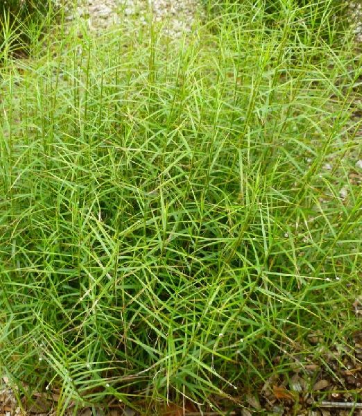 Carex muskingumensis